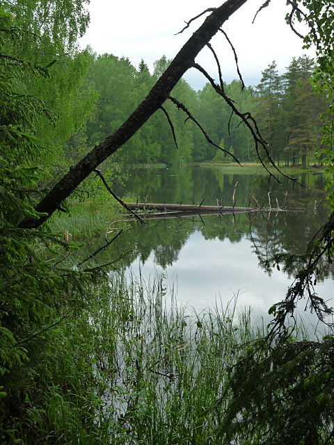 The forest in Oslo where the first Sylvaine promo photographs were taken. 